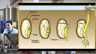Por qué se Germina la Cebada para Hacer Cerveza [upl. by Alesi]