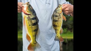 Fishing the Panama Canal A Wild Adventure [upl. by Bealle516]