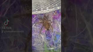 Kofi the DCF Orange Baboon Tarantula 🤎 inverts invertebrates pets tarantulafeeding pet feeding [upl. by Ainimre]