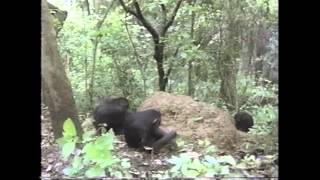 Amazing Animals Monkeys and Apes Part 2 of 2 [upl. by Murat]