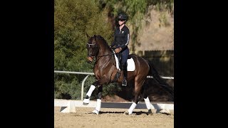 Dressage Tip How to introduce the canterwalkcanter transitions [upl. by Kcirderf]