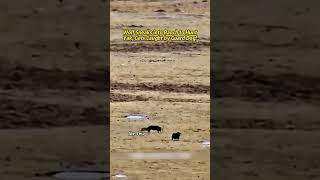 Wolf Sneaks into Ranch to Hunt Yak Gets Caught by Guard Dog Wildlife Nature Animals foryou [upl. by Etnor]