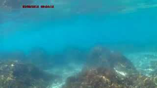 SNORKELING by the GreekRoman Ruins of Empúries in Spain [upl. by Towne]