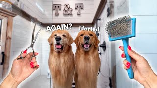 How I Groom Two Golden Retrievers ASMR [upl. by Idolah]