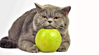 5 Reasons a British Shorthair Fits Your Busy Life Purrfectly [upl. by Chenay801]