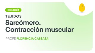 Sarcómero  Contracción muscular  Biología  Tejidos  V9  Egg Educación [upl. by Gaskin191]