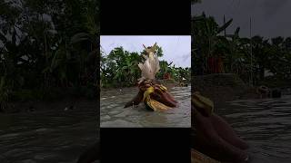 Fishing video  Monster Big Fishing by Village Fisherman with Polo shorts popularfishhunter [upl. by Treboh986]