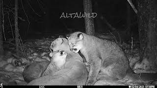 Cougar Family Resting in Front of Browning Trail Camera [upl. by Ardaed]