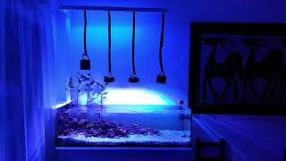 Mangrove Reef Tank [upl. by Nathanson444]