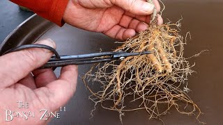 Repotting My Silk Tree The Bonsai Zone Feb 2024 [upl. by Seema]