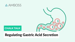 Regulating Gastric Acid Secretion Acetylcholine Gastrin and Histamine [upl. by Otrebcire]