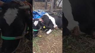 Downer cow syndrome vet love veterinarydoctor [upl. by Amehsat]