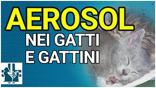 Aereosol nei gatti e gattini come fare [upl. by Pyszka]