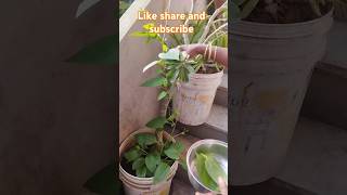 Harvesting bachali Kura plants leafy vegetables 🌱🌿☘️ [upl. by Kaliope]