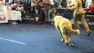 Mastin espanol on World dog show 2012 [upl. by Thora]