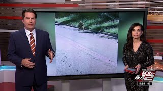 Baboons used barrel to escape enclosure at Texas Biomedical Research Institute [upl. by Sullivan]