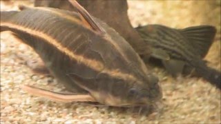 Striped Raphael catfish Platydoras armatulus Liniendornwels 20cm [upl. by Hutchison]