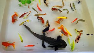 Catch Beautiful Ornamental Fish Betta Tetra Radtang Oranda Axolotl turtle Molly Spadefish [upl. by Auliffe433]