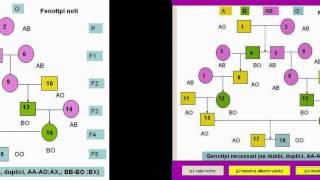 albero genealogico a ABO [upl. by Ecnadnac]