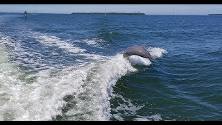 Over 4 Minutes of Dolphins at Sanibel Island  Captiva Island Florida [upl. by Nahsed581]