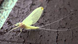 Flatheaded Mayfly Heptageniidae Epeorus Female Subimago [upl. by Venn]