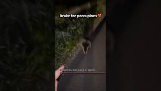 Funny animal videos I found on Instagram and Tiktok shorts funnyanimals cat funnypets funny [upl. by Vories387]