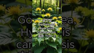 골든씰Goldenseal Hydrastis canadensis의 효능 TOP 3 [upl. by Llenrag]