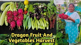 Happy HarvestDragon Fruit Harvestமாடி தோட்டம் அறுவடைMaadithottamSachu [upl. by Nyltyak]