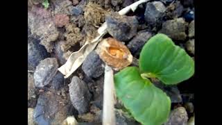 Harad  Harra  Inknut  Yellow Myrobalan Haritiki  Abhaya  seed germination  Part 01 [upl. by Atrebla148]