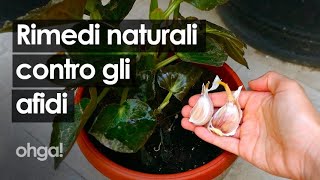 Rimedi naturali per gli afidi con aglio peperoncino e sapone di Marsiglia [upl. by Ginnie]