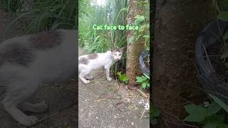 Cat face to face cat cute cat face cute engine viral animals [upl. by Elsie274]