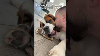 Sniff Sniff 😂🐶 saintbernard dogsoftiktok dogs dogslife doggie funnyvideo fypシ゚viral [upl. by Manly]