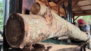 Stok 1 hektar kayu jati kencur senilai 200 JT raib ditelan cicilan riba digergaji sawmill [upl. by Vallery405]