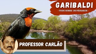 Garibaldi Chrysomus ruficapillus  Descubra tudo sobre essa ave conhecido também como Dórémí [upl. by Kelby111]