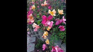 Two Bees Garden Mutabilis Rose [upl. by Bashemath]