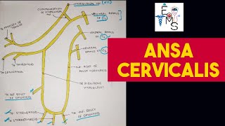 Ansa Cervicalis  Head amp Neck [upl. by Adrea615]