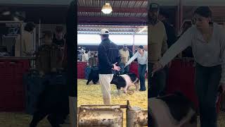 Pig Competition Yamboree 2024 [upl. by Acinoed]