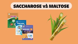 HÓA 12 SACCHAROSE VÀ MALTOSE Sách Cánh Diều Kết Nối Tri Thức Với Cuộc Sống Chân Trời Sáng Tạo [upl. by Leuams462]