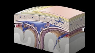 ANATOMIE MENINGES CRANIENNES [upl. by Alan375]