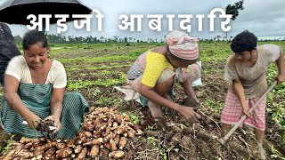 आइजो आबादारि फोर ॥ Taro cultivation  Hervesting [upl. by Shirberg]