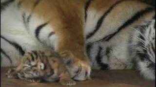 Absolutely cute Five Baby Tigers five days old  Super süß Fünf Tigerbabys fünf Tage alt [upl. by Iclehc]