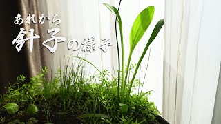 【ビオトープ】新たな水生植物「サウルルス」とメダカの針子（その後）【睡蓮鉢15】 [upl. by Analihp765]