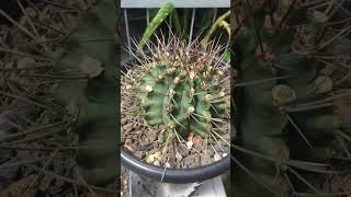 Gymnocalycium Anitsii Hybrid [upl. by Retloc715]