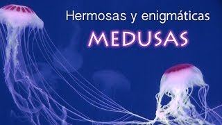 MEDUSAS BELLAS Y ENIGMÁTICAS EN MÉXICO FULL HD [upl. by Carla]