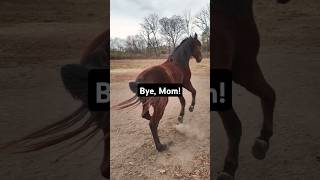 The rescue horses have the zoomies horsewelfare horserescue equestrian horseplay horselover [upl. by Ynneb]