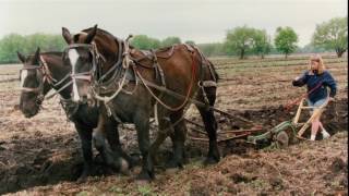 Legacy of the Percheron Horse in America [upl. by Rochette]