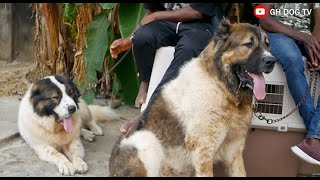 Check Out These Massive Caucasian Shepherds that passed through at the August Classic Dog Show 2024 [upl. by Carpet20]