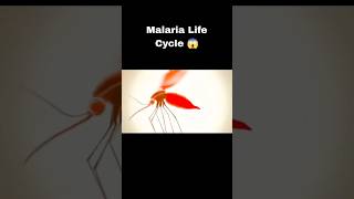 The life cycle of Plasmodium malaria plasmodium plasmolysis lifecycle shorts shortsviral yt [upl. by Kilam762]