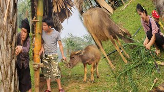 The husband spent all his money to buy buffalo breeds for his wife to raise [upl. by Yehsa906]