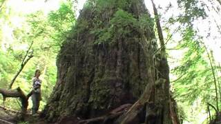 Worlds Largest Douglasfir Tree  The Red Creek Fir [upl. by Evy]